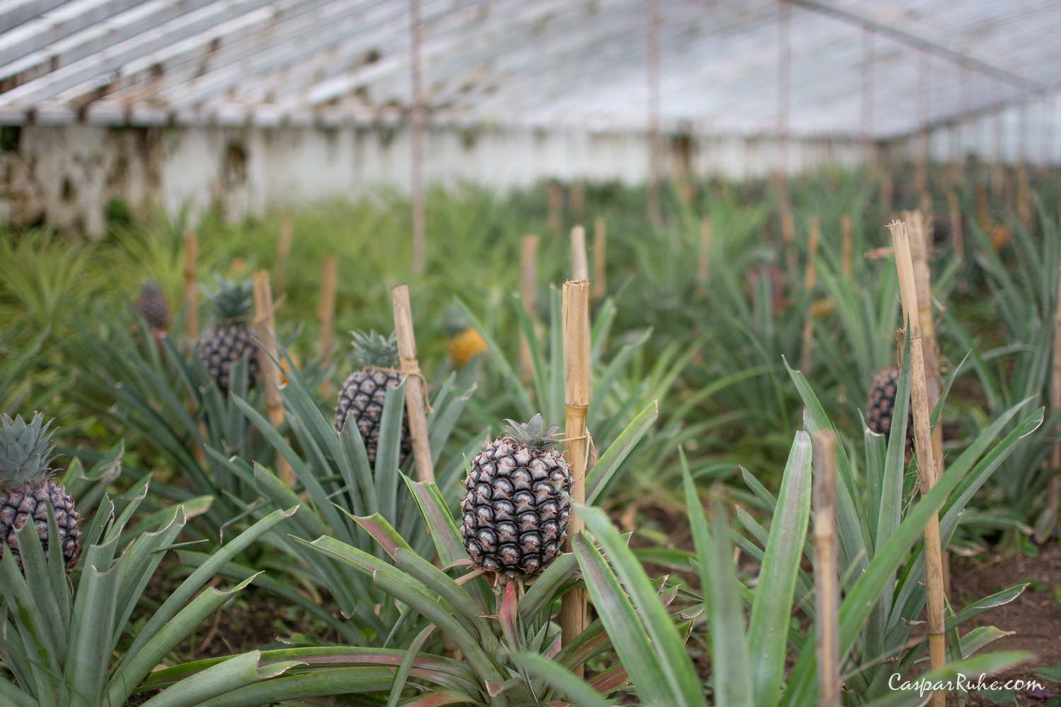 Plantação Ananases A Arruda